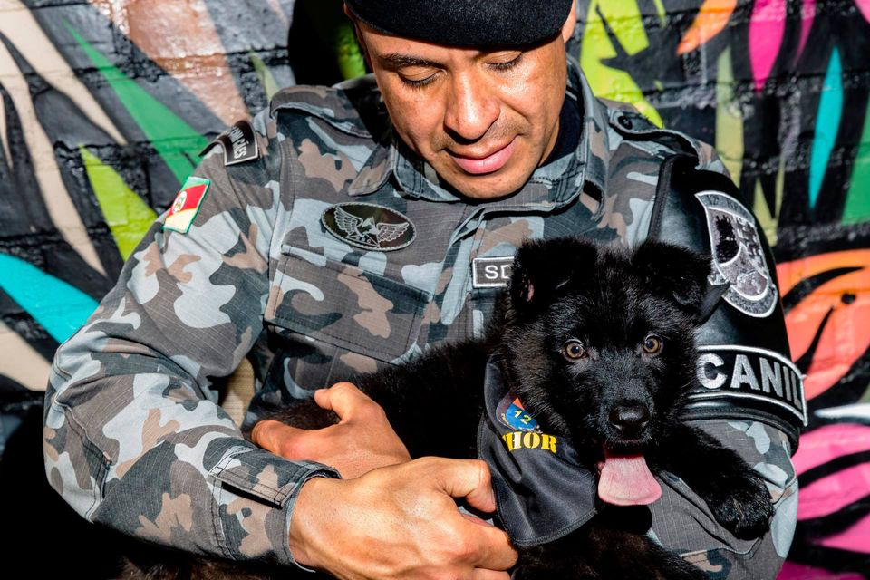 THOR, O MAIS NOVO INTEGRANTE DO CANIL DA BM EM CAXIAS DO SUL