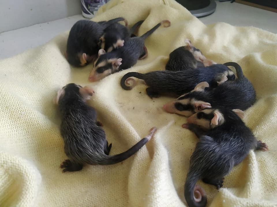 CASAL RESGATA FILHOTES DE GAMBÁ EM VENTRE DE FÊMEA ATROPELADA EM ESMERALDA