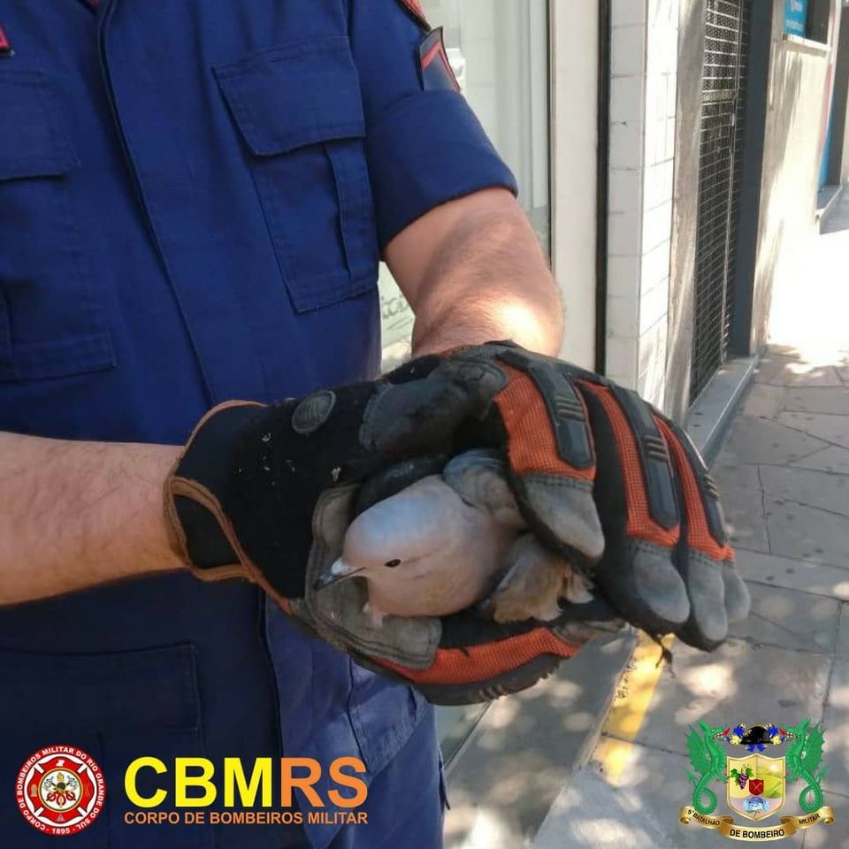 O Corpo de Bombeiros Militar do Rio Grande do Sul realizou o salvamento de uma pomba em Caxias do Sul.