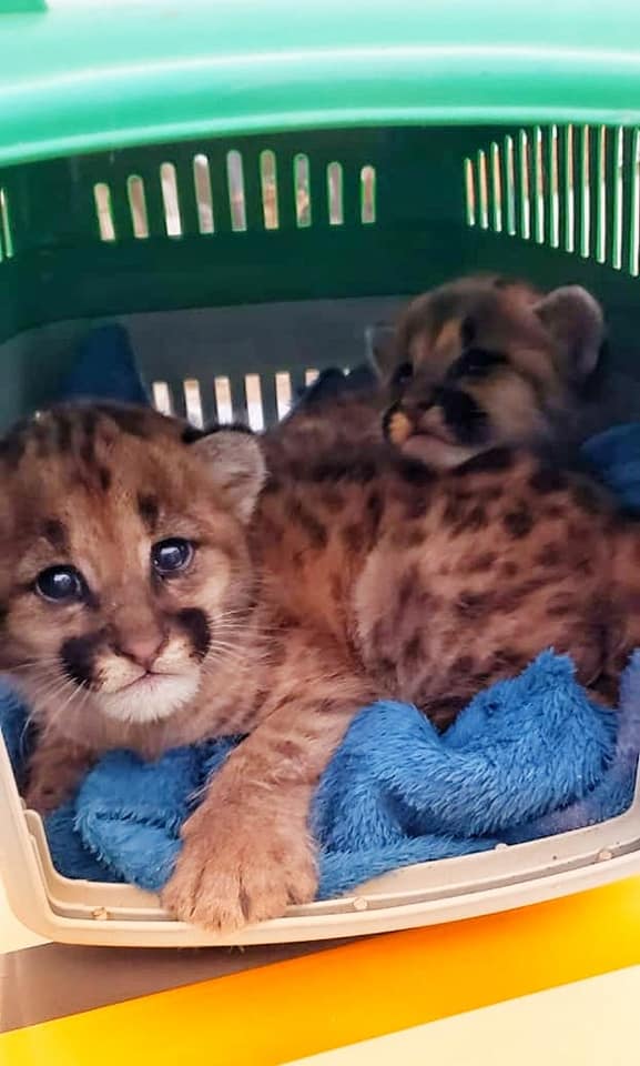 FILHOTES DE FELINOS SILVESTRES SÃO RESGATADOS PELA BM EM VACARIA