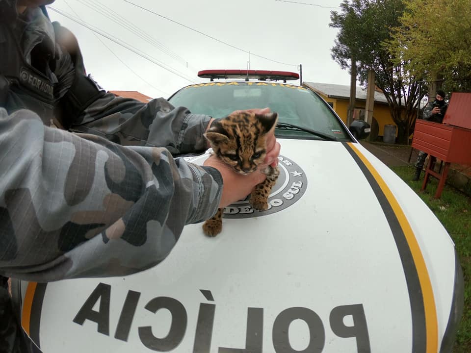 FILHOTE DE FELINO SILVESTRE É RESGATADO DE CATIVEIRO PELA BM EM VACARIA