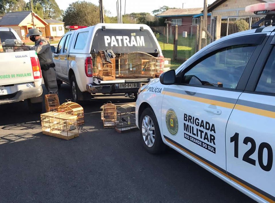 BRIGADA MILITAR APREENDE 72 PÁSSAROS EM SÃO FRANCISCO DE PAULA