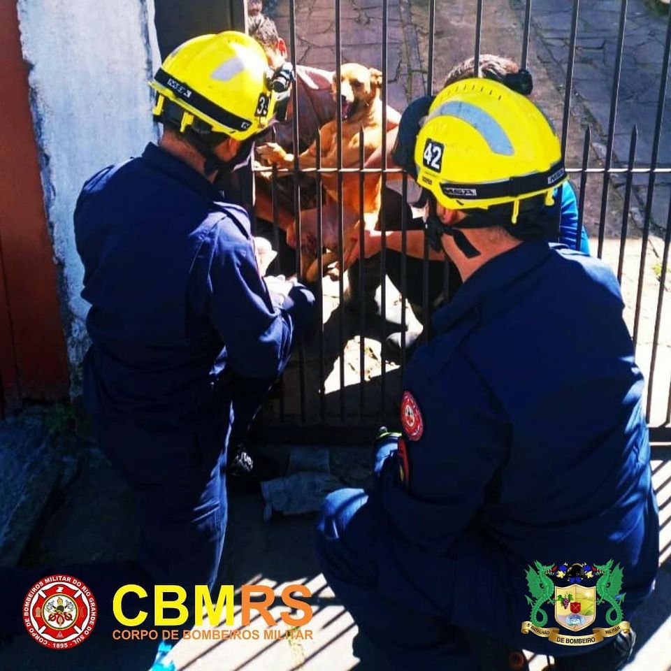 O Corpo de Bombeiros Militar do Rio Grande do Sul – CBMRS – atendeu uma ocorrência de salvamento animal em Caxias do Sul